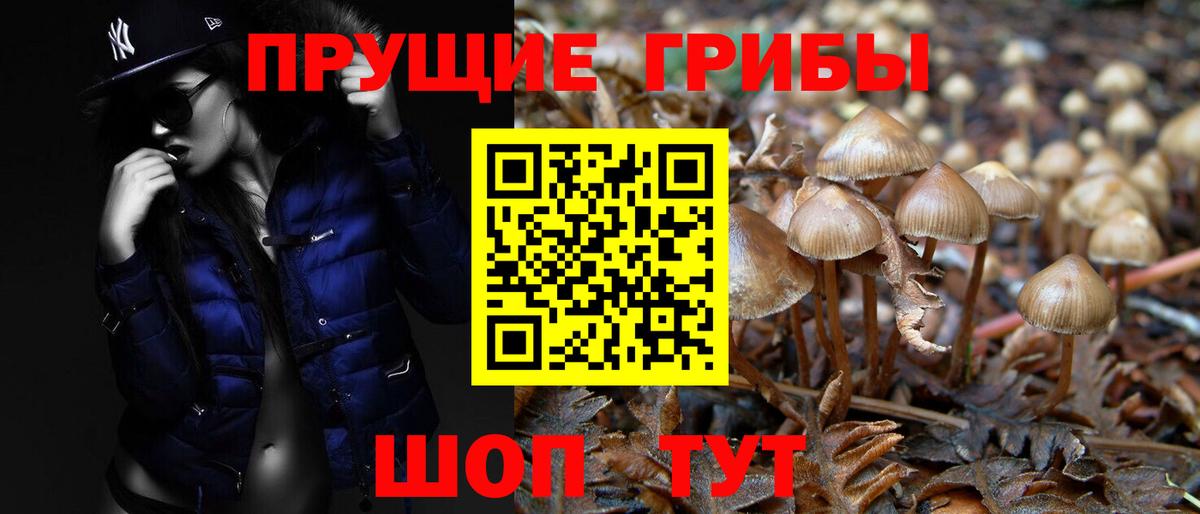 Псилоцибиновые грибы Psilocybine cubensis Электрогорск